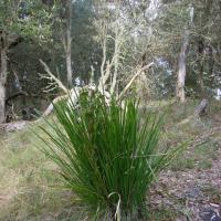 spiny-headed mat-rush